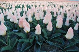 Tulp Little Girl